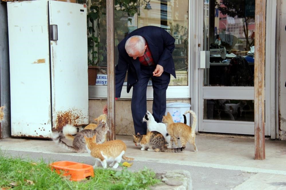 sokak kedilerinin dedesi yillardir kimsesiz kedilere sicak yuva oluyor 3 wzRldUCS