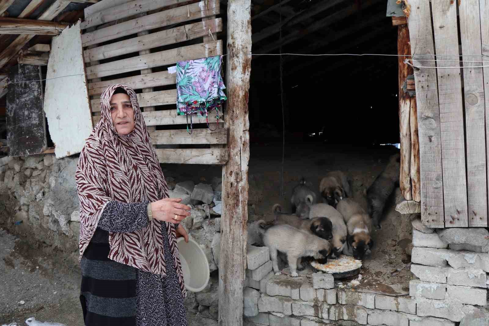 sokak kopegi 10 yavru dogurdu sahip cikan kadin caresiz kaldi 0