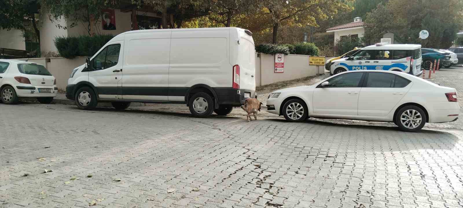 sokak kopekleri ilcenin kabusu oldu otomobile 108 bin tllik zarar verdiler 0 bBUDWjin