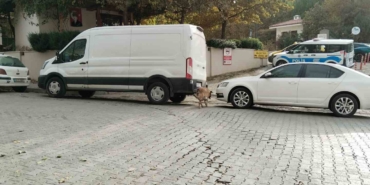 sokak-kopekleri-ilcenin-kabusu-oldu-otomobile-108-bin-tllik-zarar-verdiler-9sUzSDRG.jpg