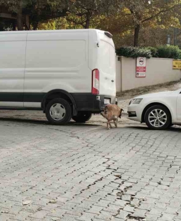 sokak-kopekleri-ilcenin-kabusu-oldu-otomobile-108-bin-tllik-zarar-verdiler-9sUzSDRG.jpg