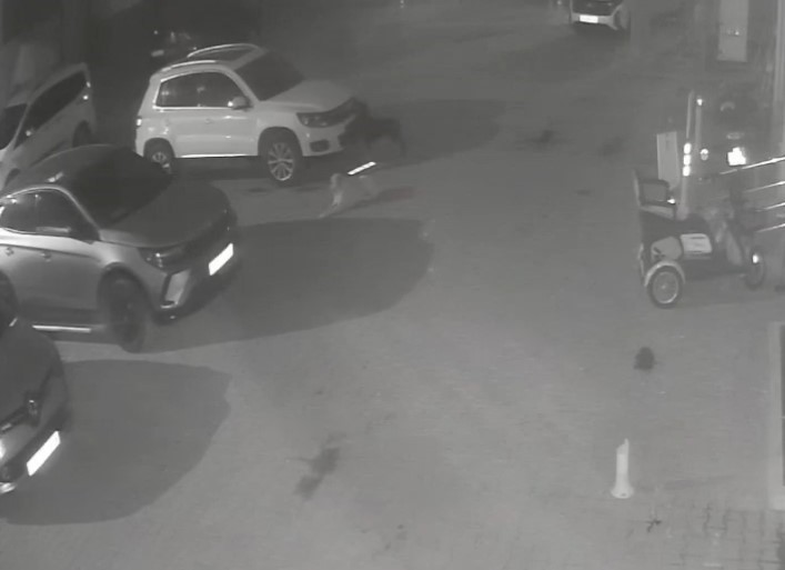 sokak kopekleri park halindeki araci parcaladi o anlar kamerada 1 sXc66iN7