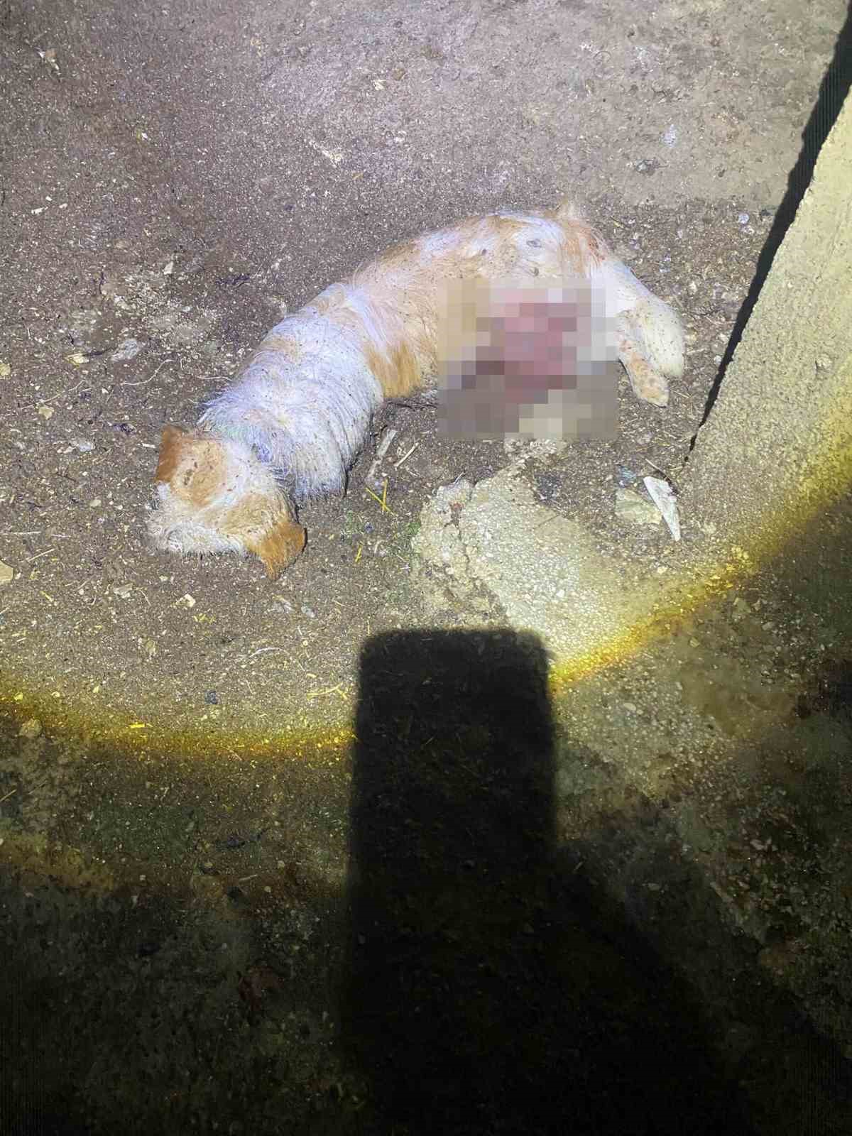 sokak kopekleri sahipli kopegi parcaladi 2 a9bUBa2f