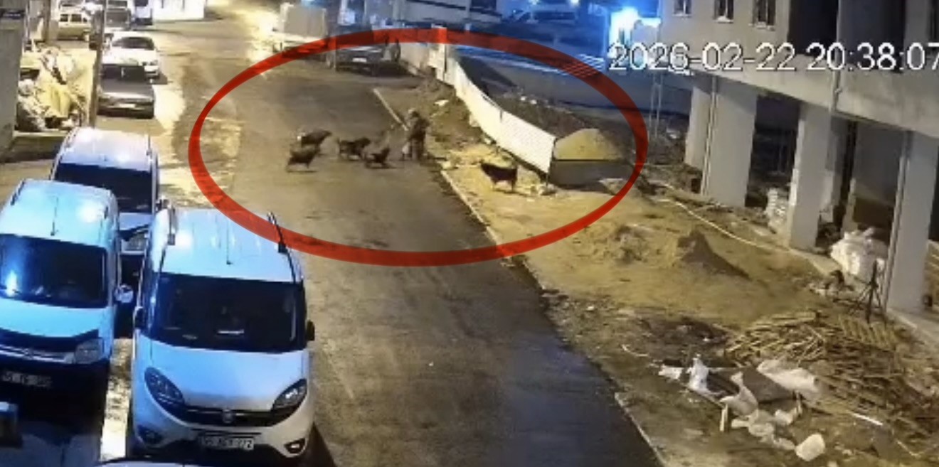 Sokak köpeklerinin dehşeti kamerada: Teravih dönüşü yaşlı kadına saldırdılar 5 sokak kopeklerinin dehseti kamerada teravih donusu yasli kadina saldirdilar 1 nW86R4tg