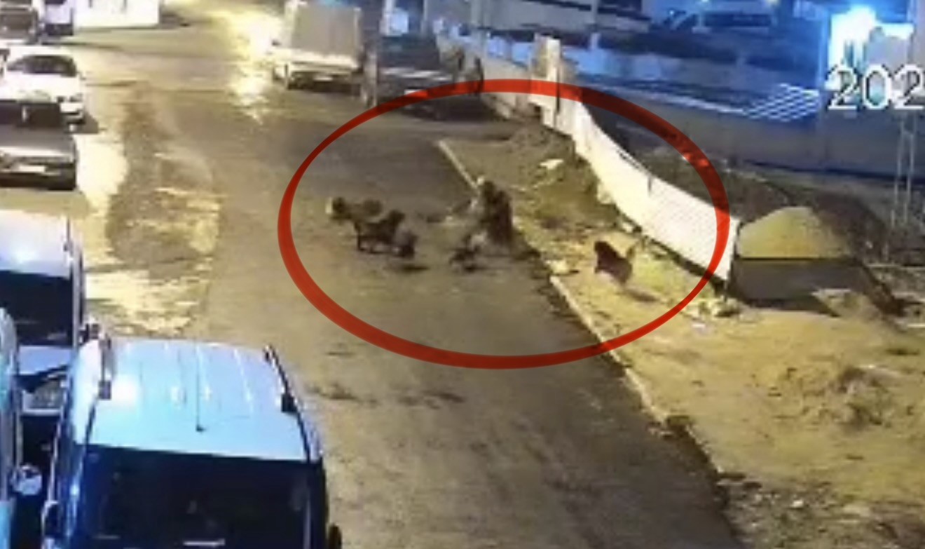 Sokak köpeklerinin dehşeti kamerada: Teravih dönüşü yaşlı kadına saldırdılar 6 sokak kopeklerinin dehseti kamerada teravih donusu yasli kadina saldirdilar 2 RmRJ7zCd