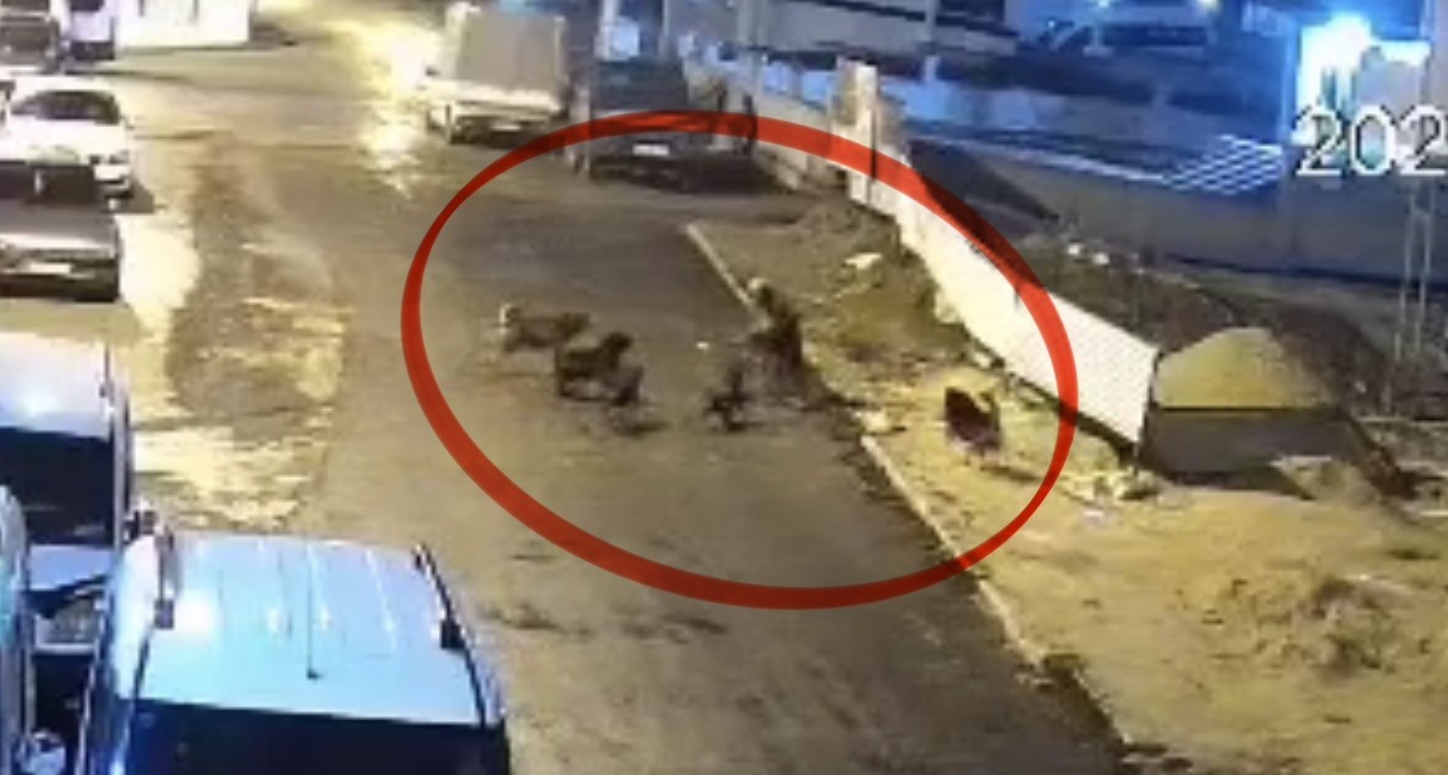 Sokak köpeklerinin dehşeti kamerada: Teravih dönüşü yaşlı kadına saldırdılar 7 sokak kopeklerinin dehseti kamerada teravih donusu yasli kadina saldirdilar 3 b4jpAved