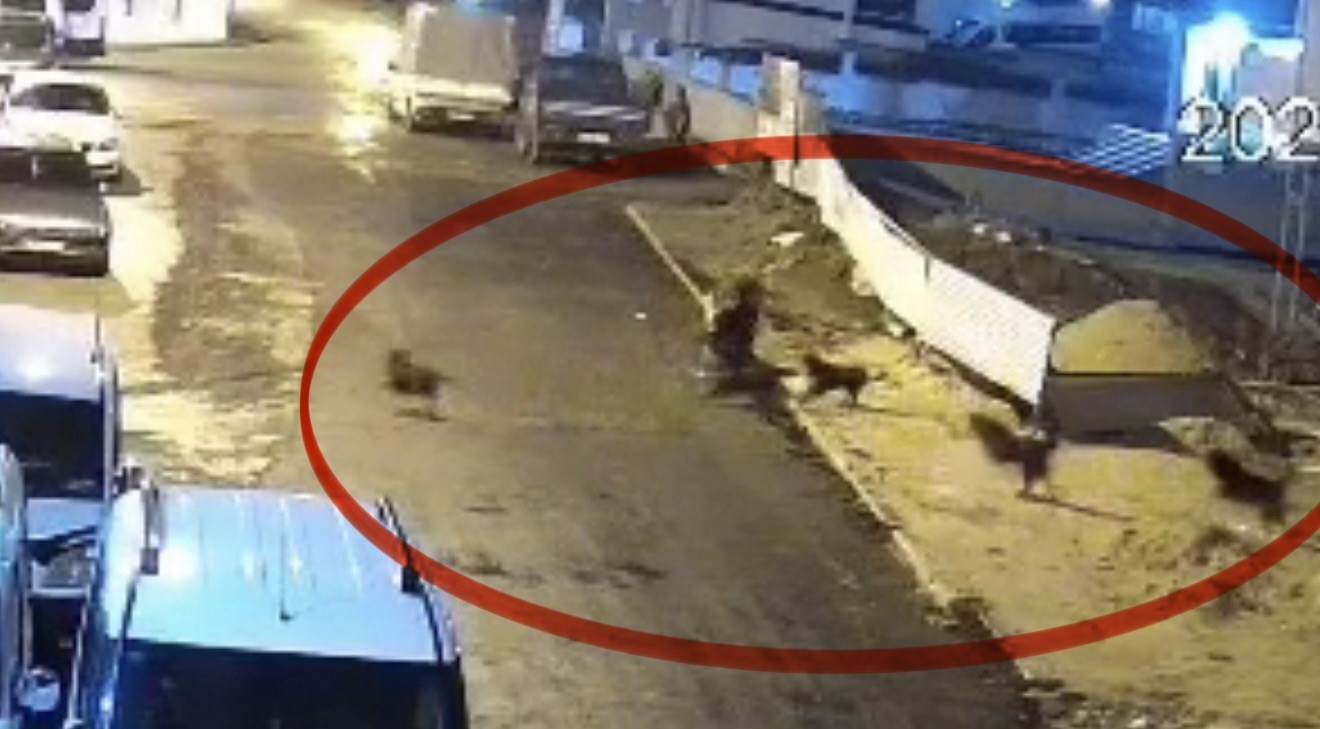 Sokak köpeklerinin dehşeti kamerada: Teravih dönüşü yaşlı kadına saldırdılar 8 sokak kopeklerinin dehseti kamerada teravih donusu yasli kadina saldirdilar 4
