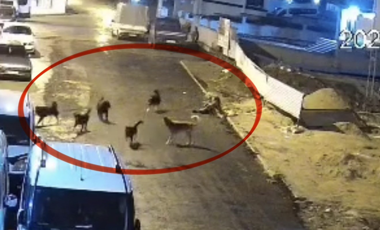 Sokak köpeklerinin dehşeti kamerada: Teravih dönüşü yaşlı kadına saldırdılar 9 sokak kopeklerinin dehseti kamerada teravih donusu yasli kadina saldirdilar 5 EYREq4im