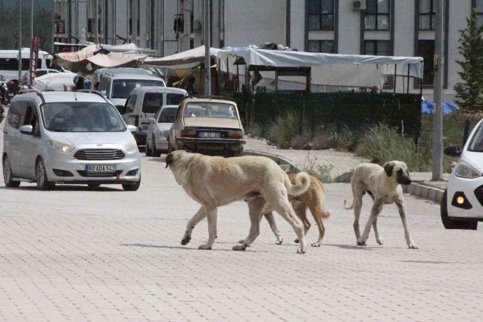 sokak kopeklerinin saldirdigi 7 yasindaki cocuk korku dolu anlar yasadi 4 ldQH8azw