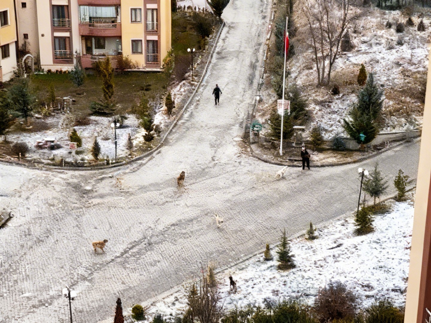 sokak kopeklerinin saldirisina ugrayan kadini vatandaslar kurtardi o anlar kamerada 1 wMQD4u3K