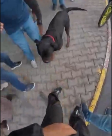 sokakta-agizliksiz-gezdirilen-rottweiler-cinsi-kopek-dehset-sacti-o-anlar-kamerada-eDAppJGF.jpg