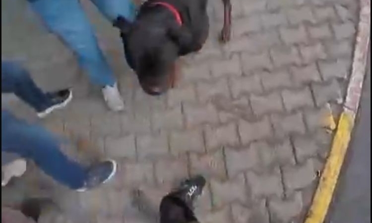 sokakta-agizliksiz-gezdirilen-rottweiler-cinsi-kopek-dehset-sacti-o-anlar-kamerada-eDAppJGF.jpg