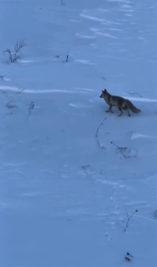 Son yılların en soğuk kışını yaşayan Sivas’ta yabani hayvanlar sık sık yerleşim bölgelerine iniyor 9 son yillarin en soguk kisini yasayan sivasta yabani hayvanlar sik sik yerlesim bolgelerine iniyor 6HOq6Zs2