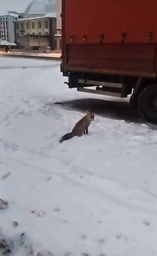 Son yılların en soğuk kışını yaşayan Sivas’ta yabani hayvanlar sık sık yerleşim bölgelerine iniyor 5 son yillarin en soguk kisini yasayan sivasta yabani hayvanlar sik sik yerlesim bolgelerine iniyor jH9vznAz