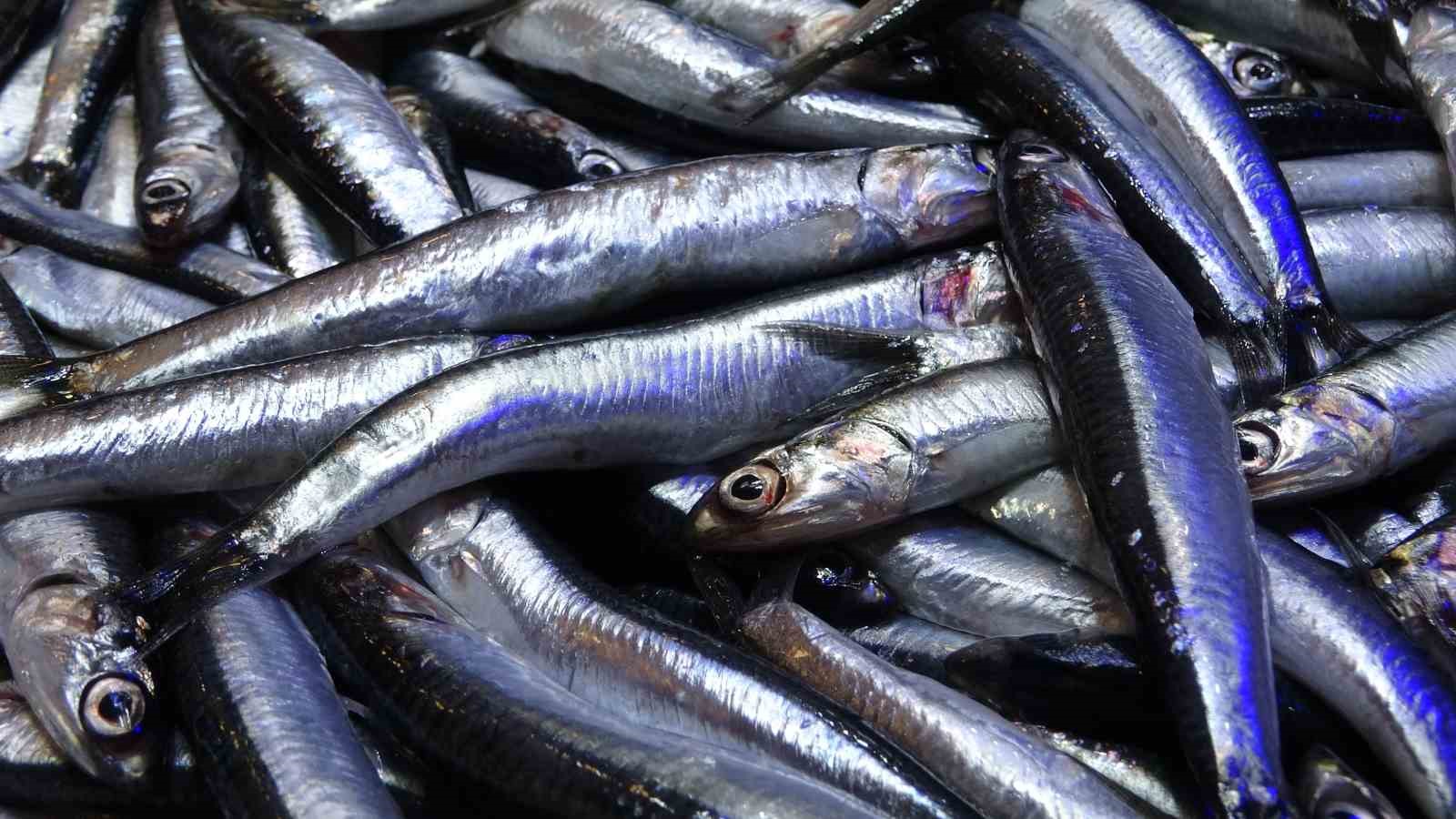 son yillarin en uzun hamsi sezonu yasaniyor 3 dybime6p