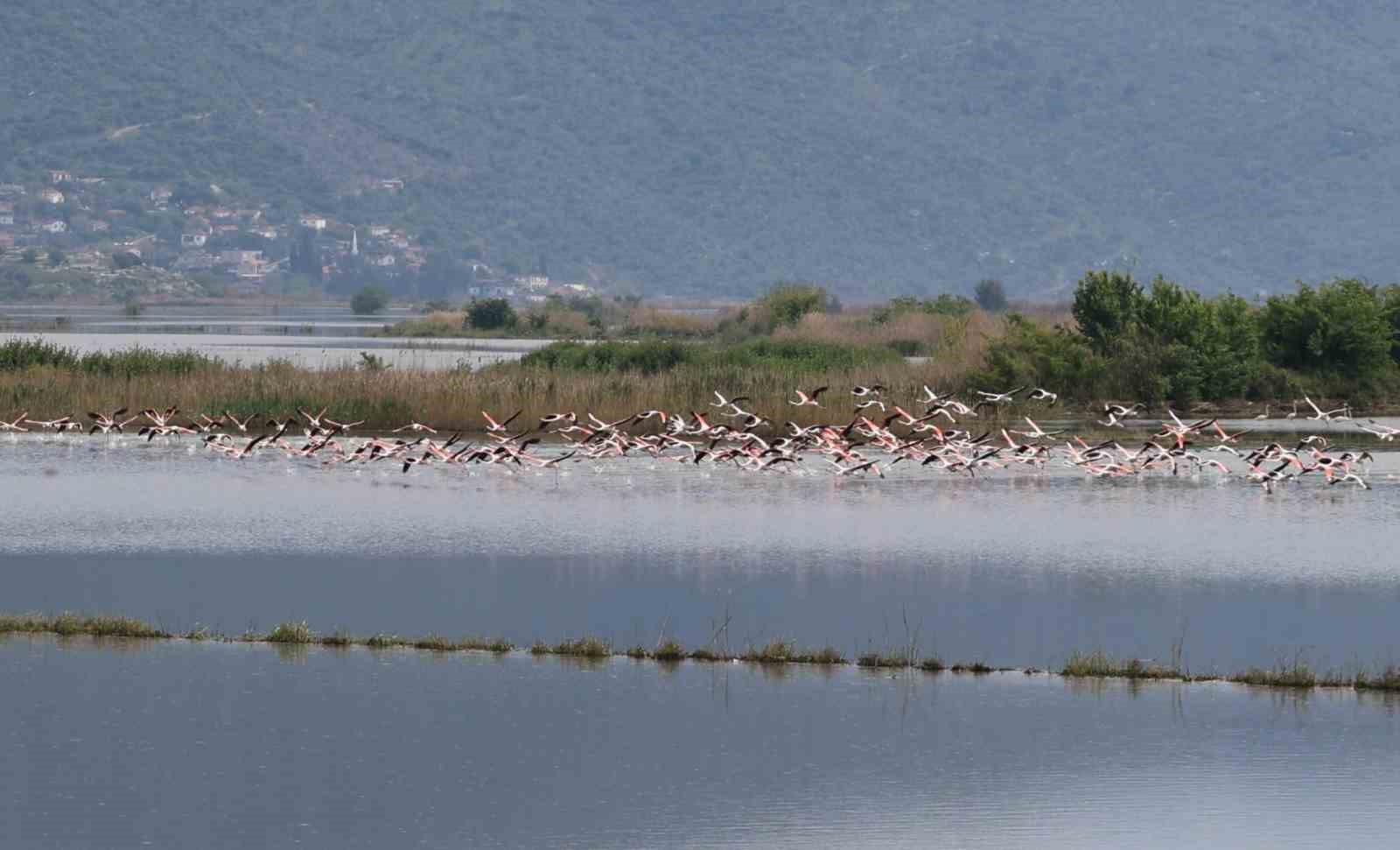Su altında kalan arazilerde flamingolar görsel şölen oluşturdu 4 su altinda kalan arazilerde flamingolar gorsel solen olusturdu 0 mcEITM4y