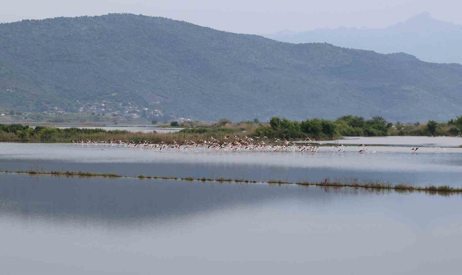 Su altında kalan arazilerde flamingolar görsel şölen oluşturdu 5 su altinda kalan arazilerde flamingolar gorsel solen olusturdu 1 ASCtfau4