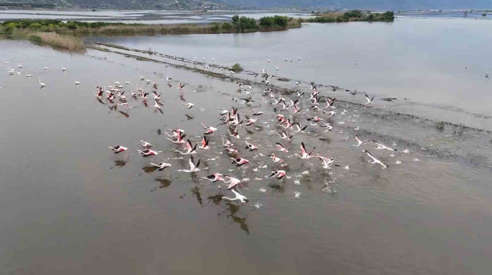 Su altında kalan arazilerde flamingolar görsel şölen oluşturdu 8 su altinda kalan arazilerde flamingolar gorsel solen olusturdu 4 ByNna8Cs