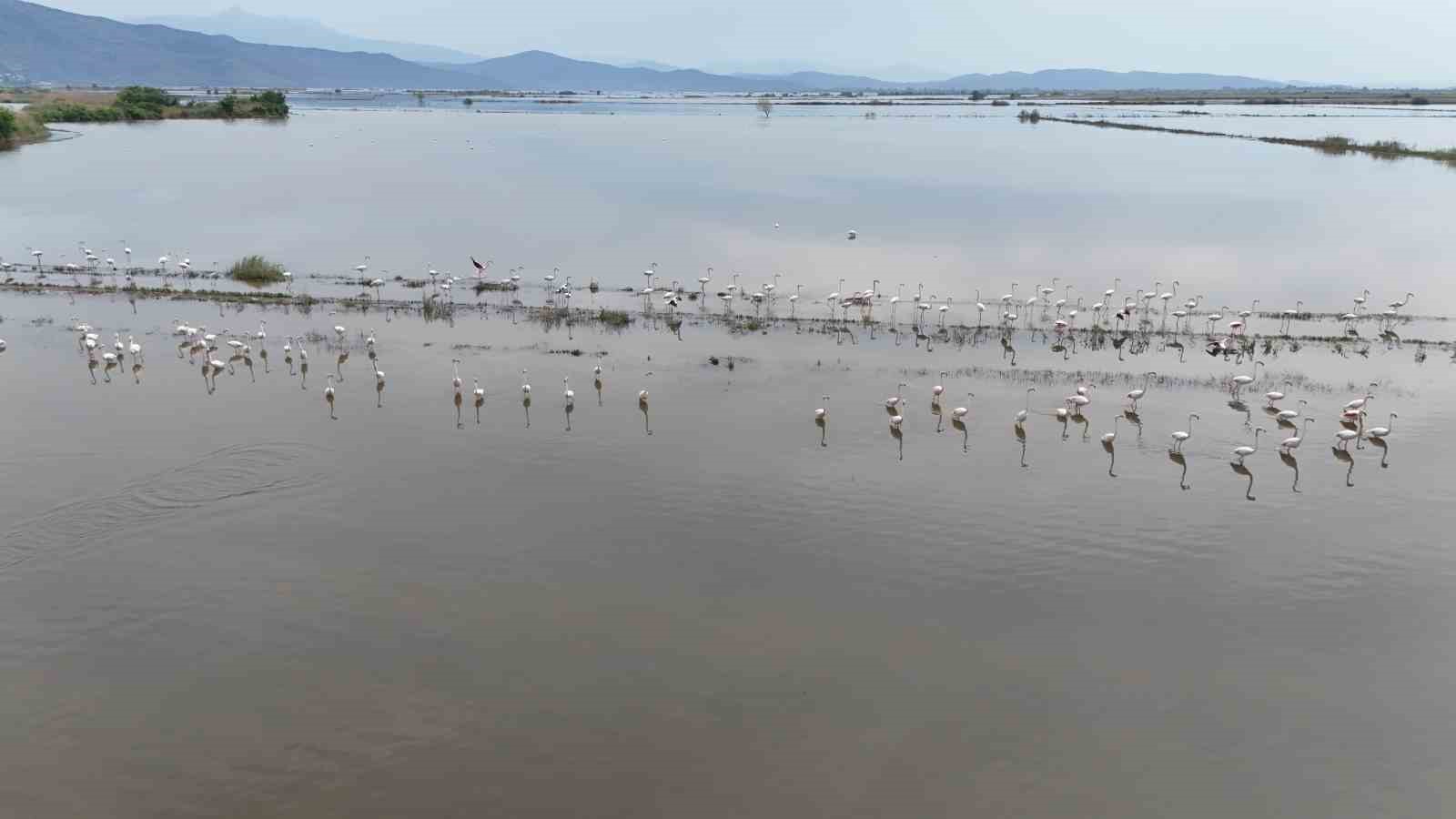 Su altında kalan arazilerde flamingolar görsel şölen oluşturdu 10 su altinda kalan arazilerde flamingolar gorsel solen olusturdu 6 8Uqr5LlR