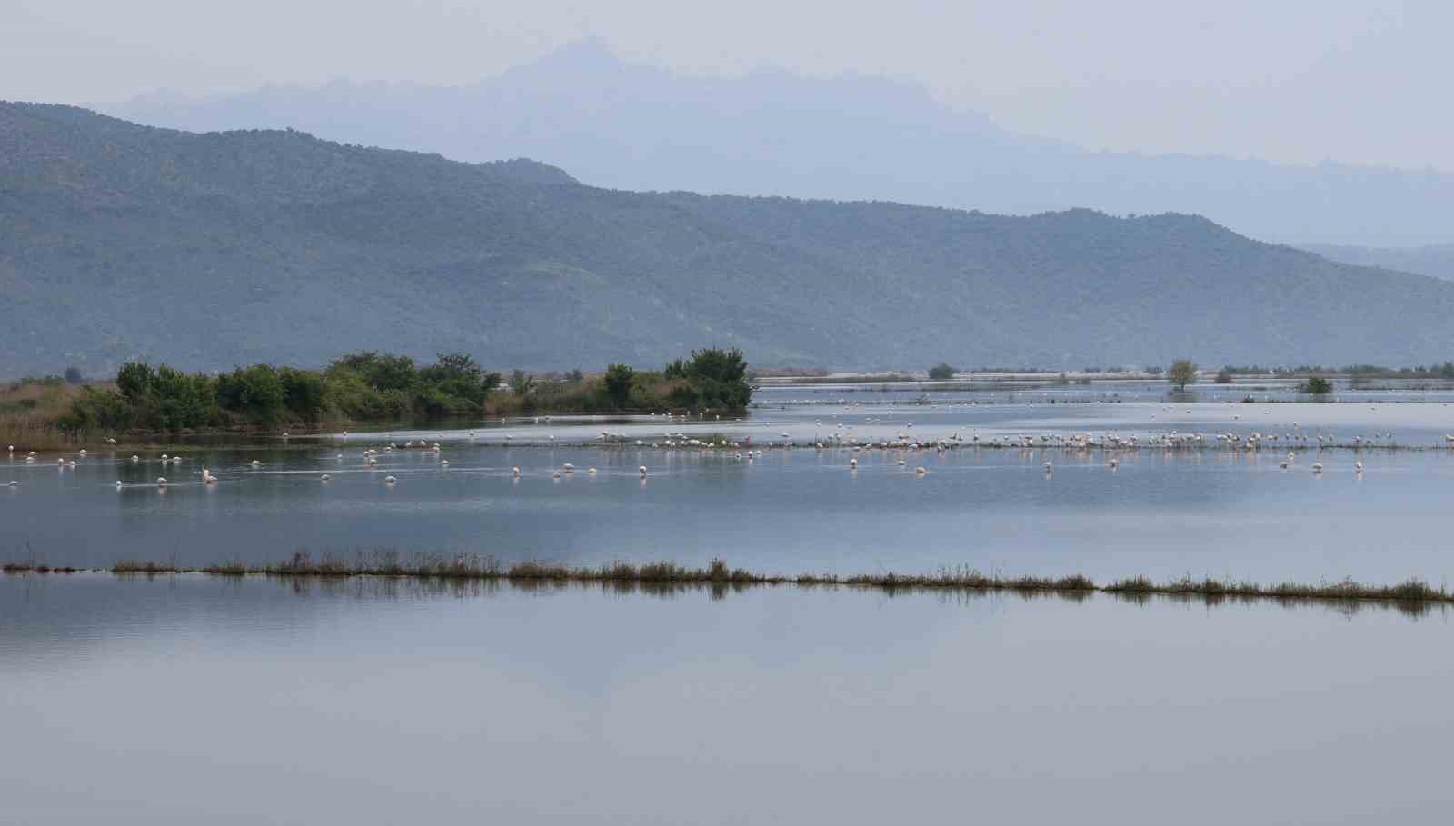 Su altında kalan arazilerde flamingolar görsel şölen oluşturdu 12 su altinda kalan arazilerde flamingolar gorsel solen olusturdu 8 pknZl853