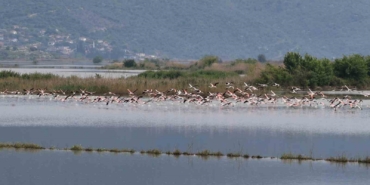 su-altinda-kalan-arazilerde-flamingolar-gorsel-solen-olusturdu-IaU21NYL.jpg