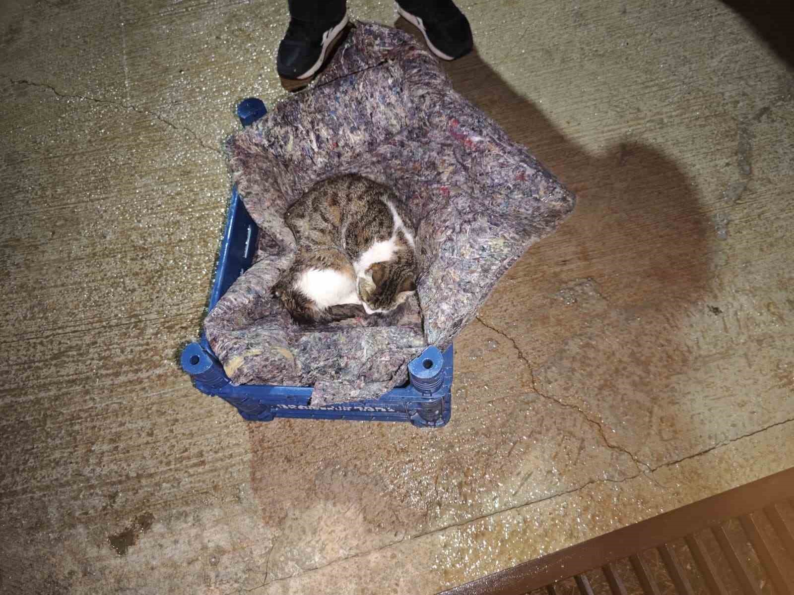 su giderine yavrulayan anne kedi ve yavrularini itfaiye kurtardi 2 Mbgud27B