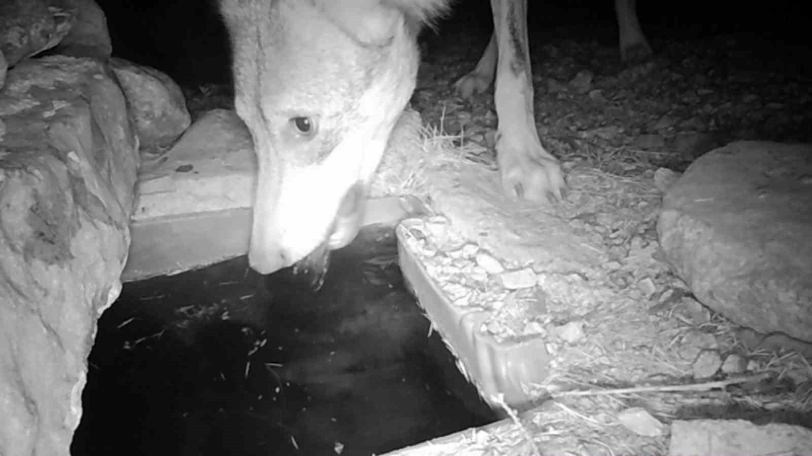 su icen yaban hayvanlari fotokapanla goruntulendi 1 gPEhpMOB