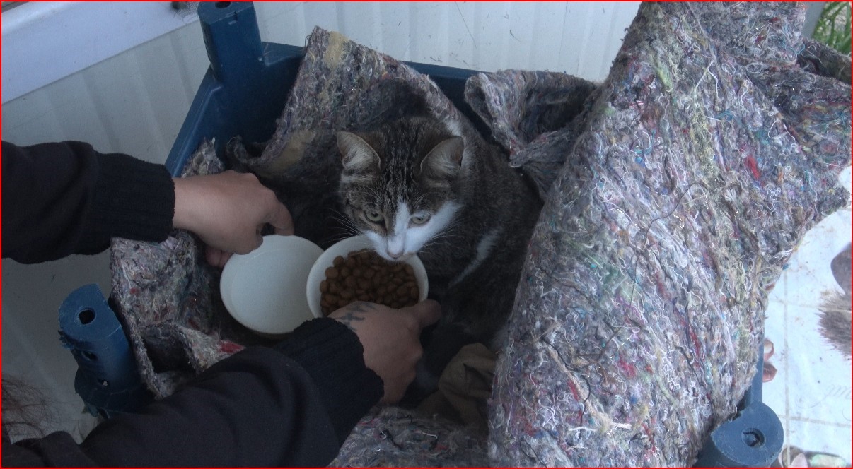 su kanalinda dogum yapan kedi ve 3 yavrusunun yeni yuvasi depremzede ailenin konteyneri oldu