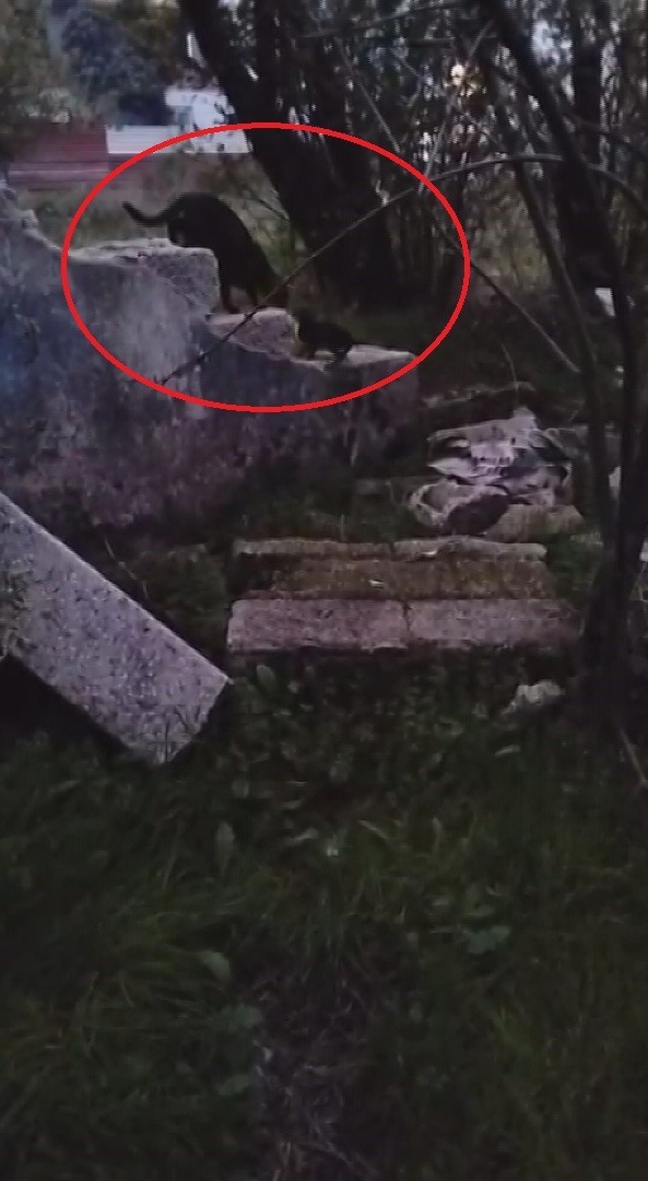 su kuyusunda mahsur kalan yavru kedi kurtarilarak annesine teslim edildi 1 AunjFBMK