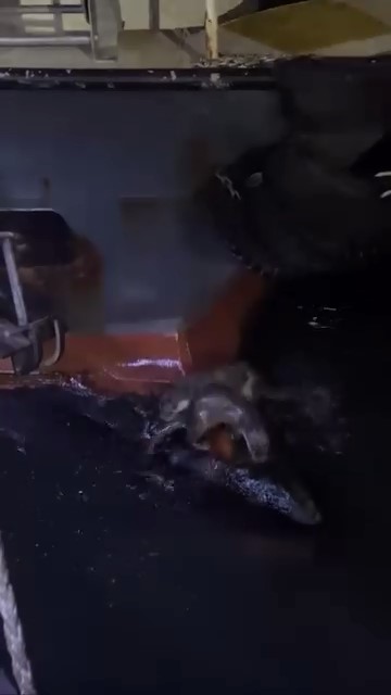 su samurlarinin balik keyfi kamerada 0 JRF6jAQG