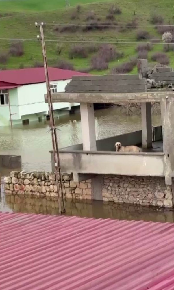 su taskininda evde mahsur kalan kopek vatandaslarin bindigi botla kurtarildi 2 t4pB9f4i