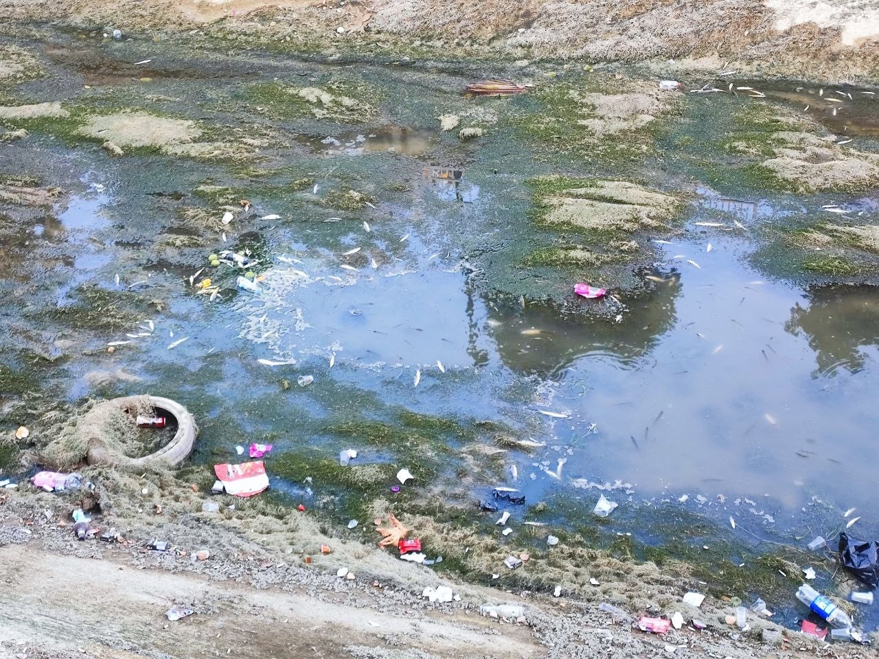 sulama kanalindaki baliklar telef olmaya devam ediyor 0 ym8kLntI