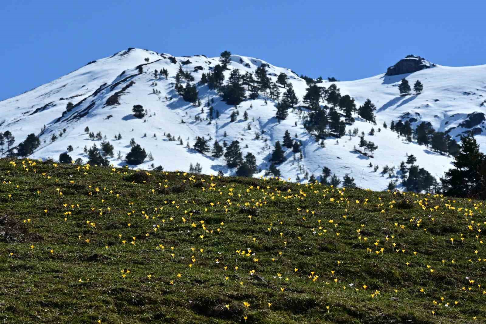 suleymaniyede renk cumbusu sari ve mor cigdemler acti 10 JauUKanX