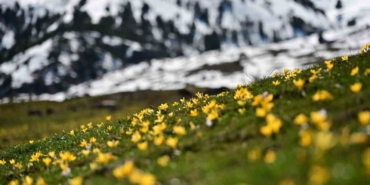 suleymaniyede-renk-cumbusu-sari-ve-mor-cigdemler-acti-z96NTWBp.jpg