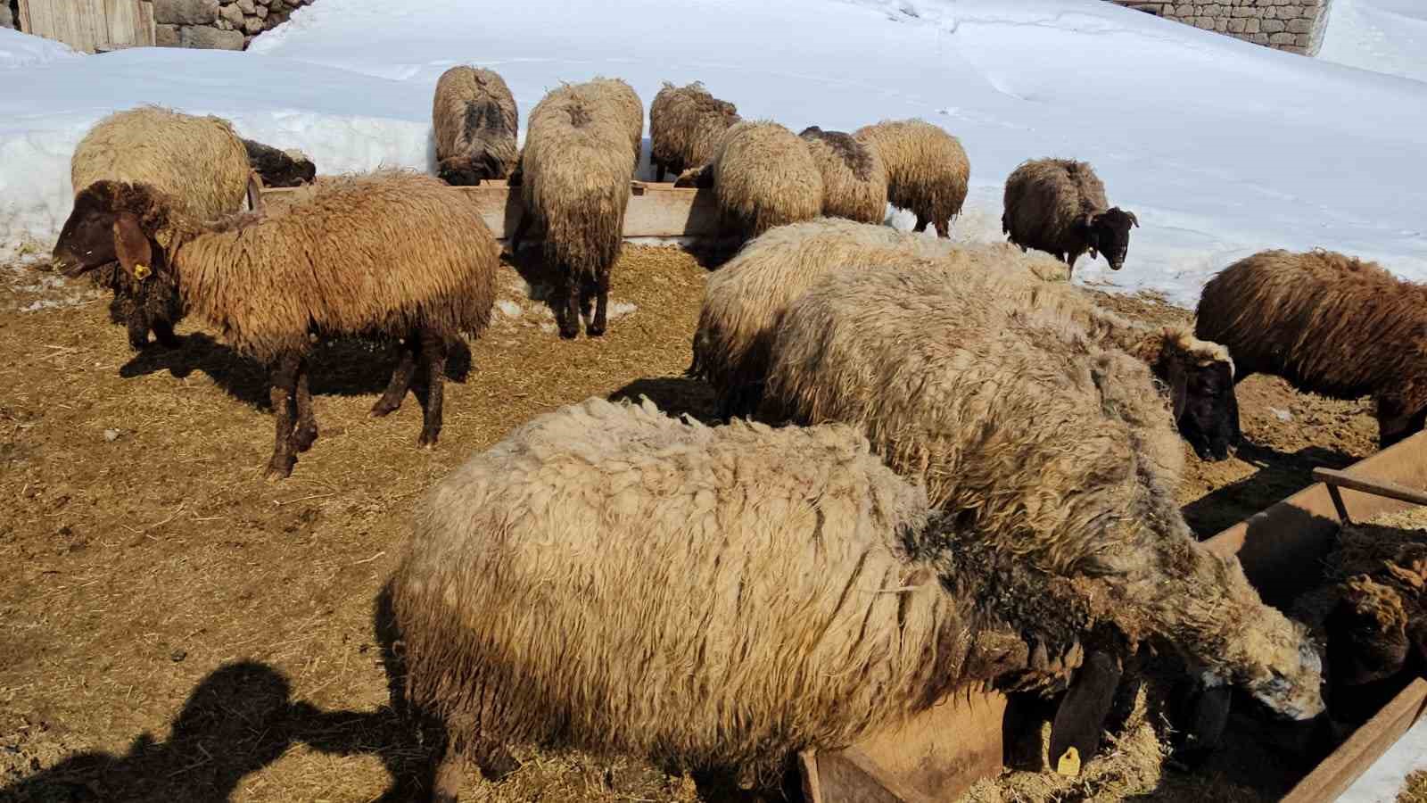 suphan daginin eteginde zorlu hayvancilik 1 358wEKaa