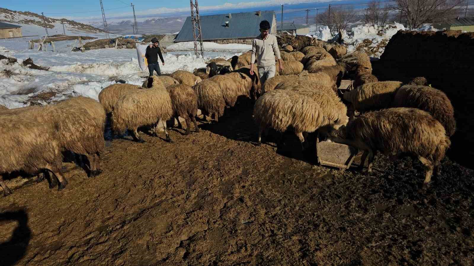 suphan daginin eteginde zorlu hayvancilik mucadelesi 1 R4g4WTeL