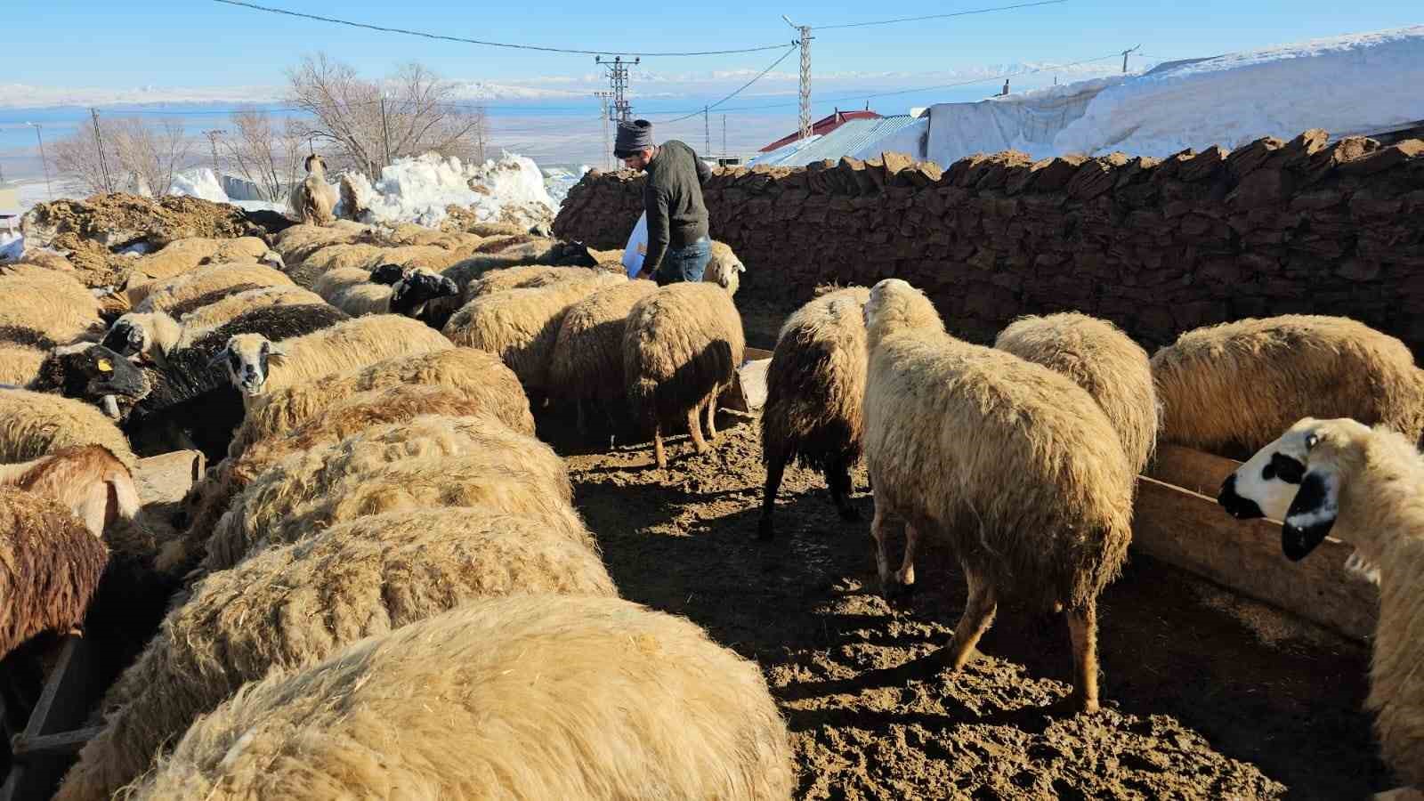 suphan daginin eteginde zorlu hayvancilik mucadelesi 3 nIh1fk5t