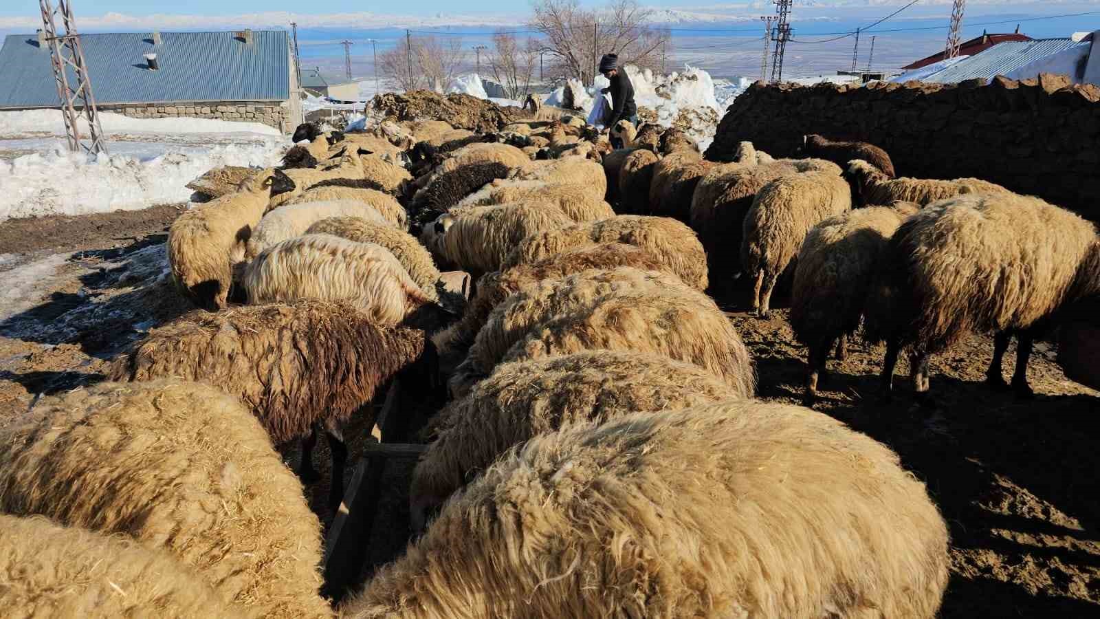 suphan daginin eteginde zorlu hayvancilik mucadelesi 4 iqtc8mO5