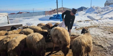 suphan-daginin-eteginde-zorlu-hayvancilik-mucadelesi-mcFjIORO.jpg