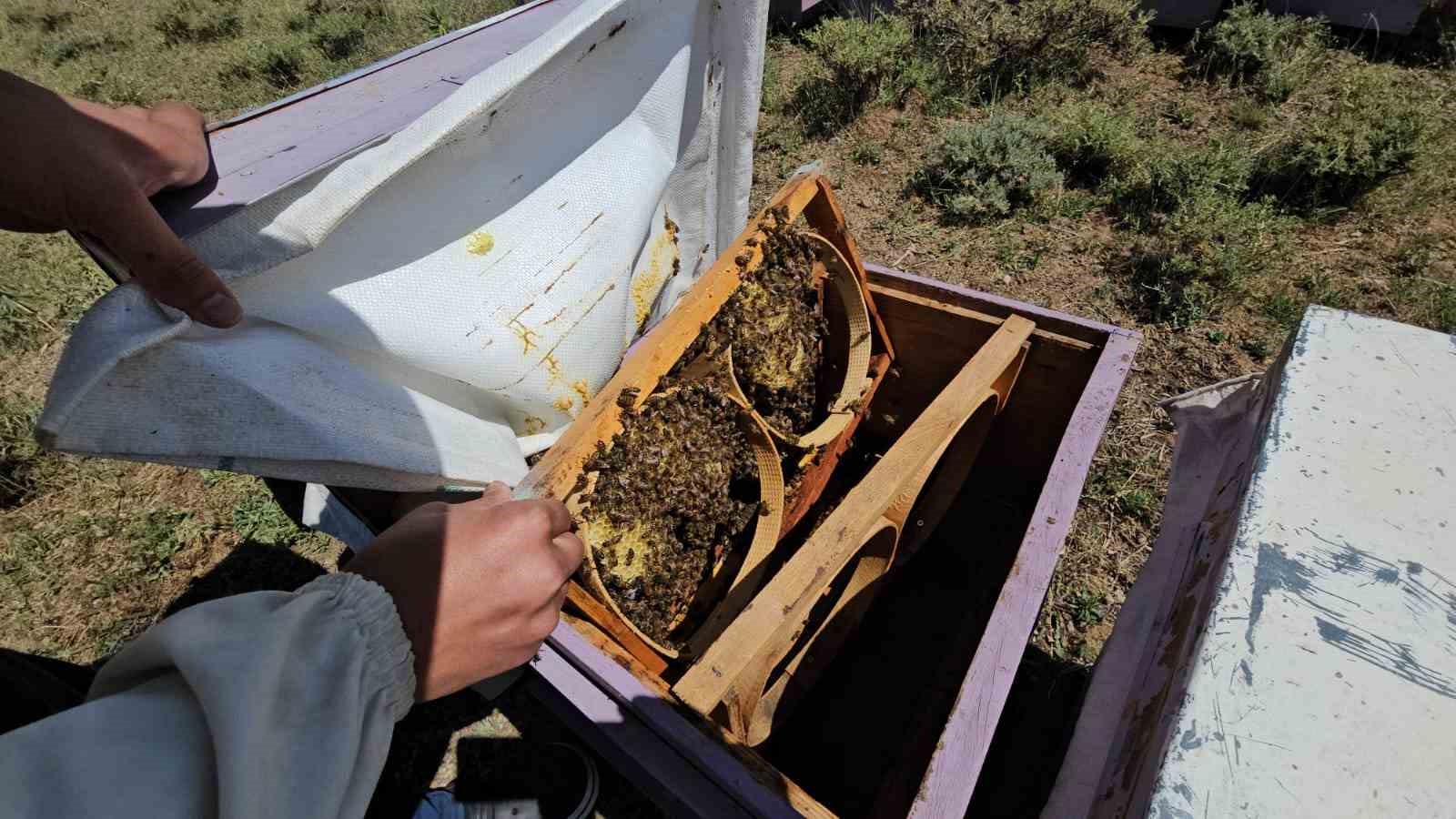 suphan daginin eteklerinde aricilik bereketi 2 ZwhayiLA