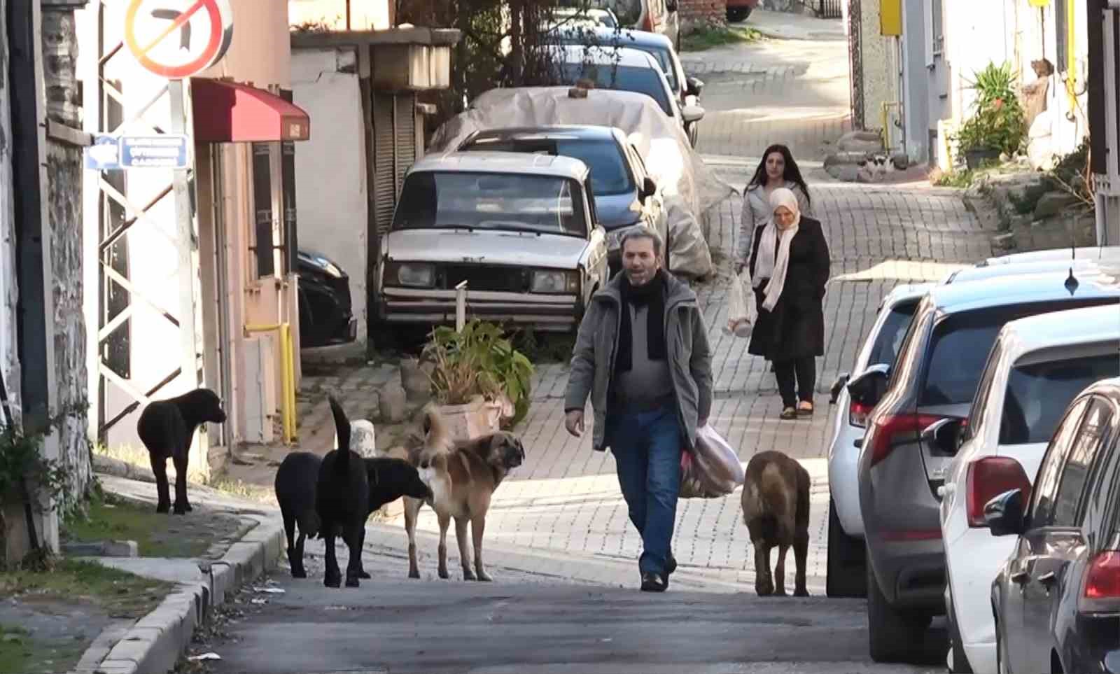 suru halindeki basibos kopekler ekipleri gorunce kacti 0 68TkXrMK
