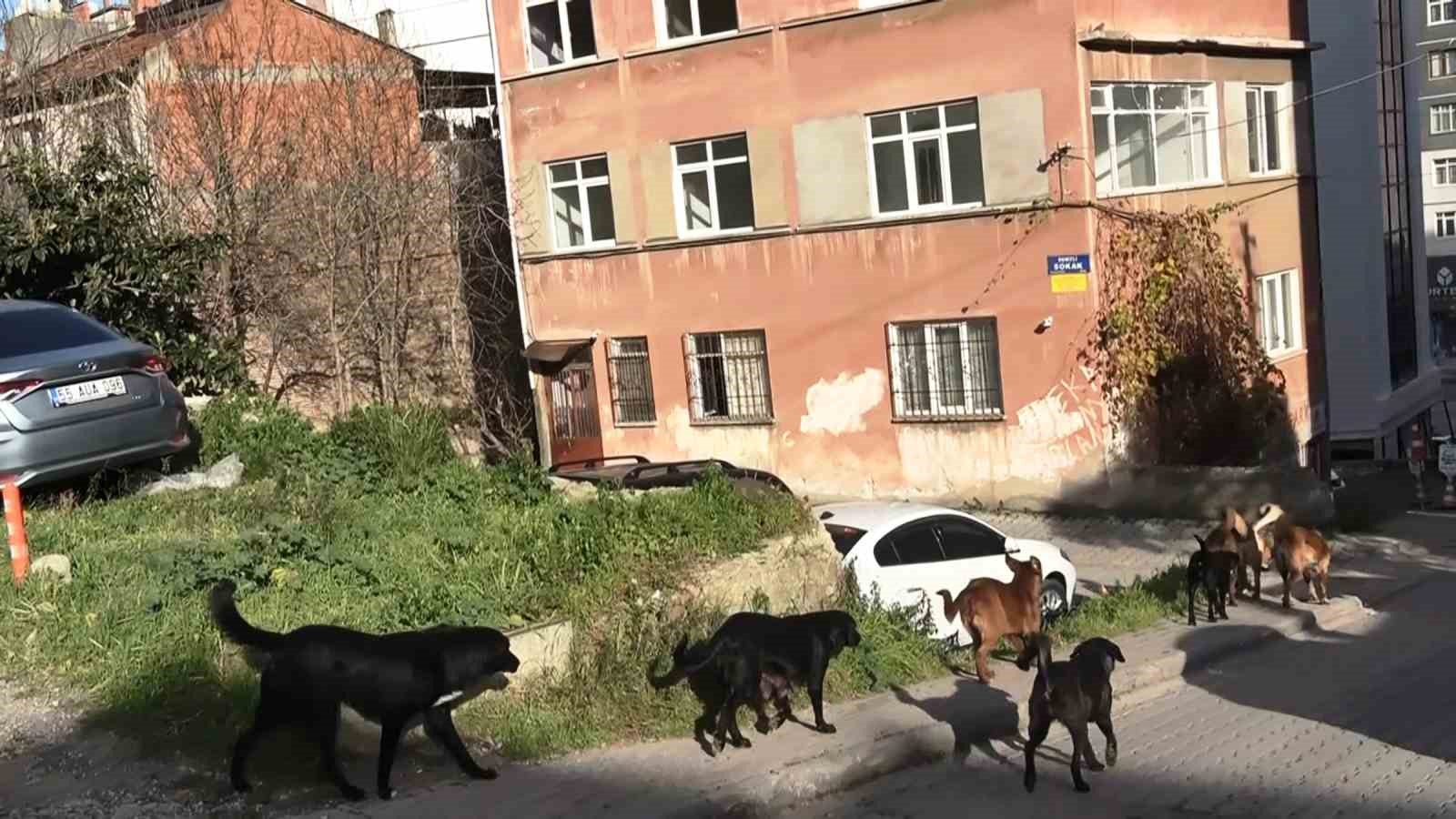 suru halindeki basibos kopekler ekipleri gorunce kacti 1 1d4FjF8t