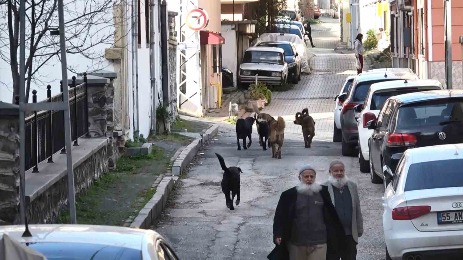 suru halindeki basibos kopekler ekipleri gorunce kacti 2 96rRkwiE