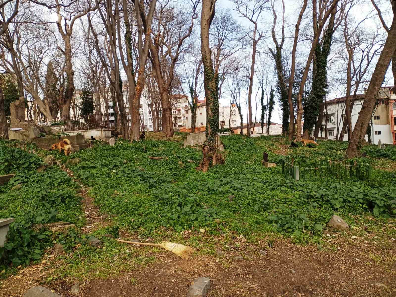 suru halindeki basibos kopekler ekipleri gorunce kacti 3