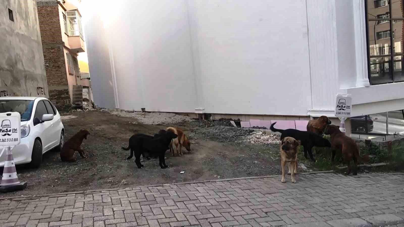 suru halindeki basibos kopekler ekipleri gorunce kacti 4 zPClBzVn