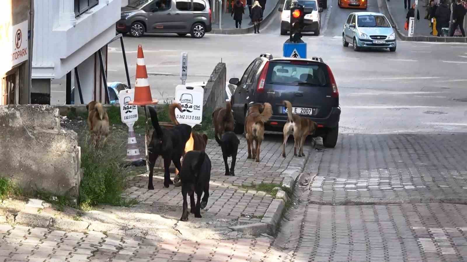 suru halindeki basibos kopekler ekipleri gorunce kacti 5 HKSdaOD2