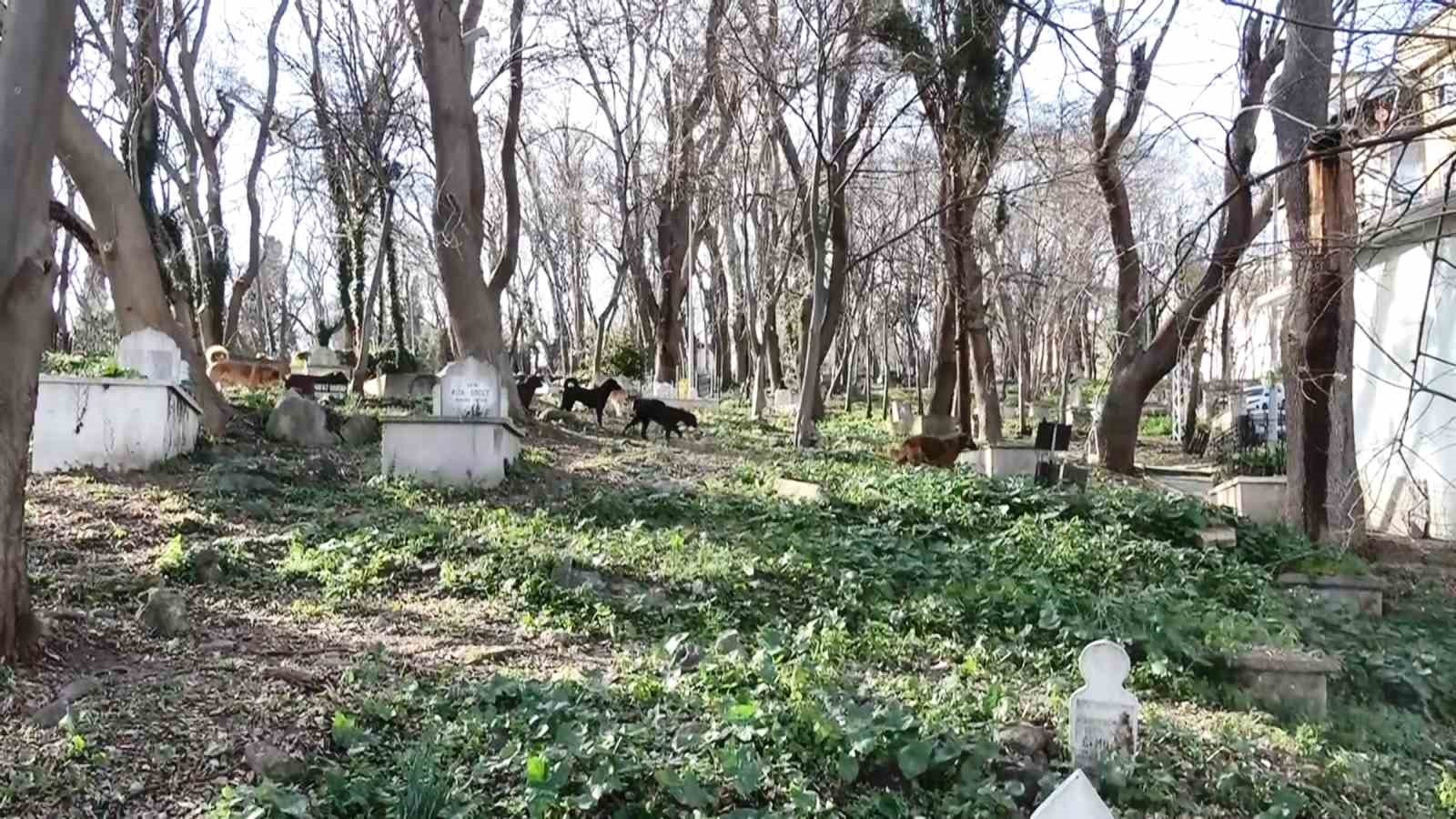 suru halindeki basibos kopekler ekipleri gorunce kacti 6 IXsUneMH