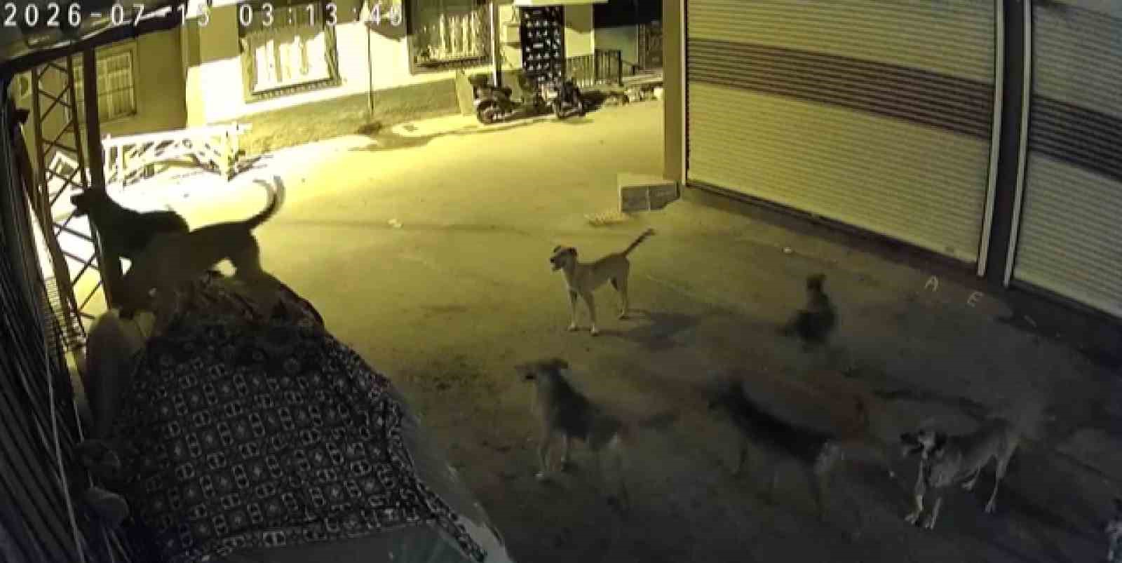 Sürü halindeki köpeklerden korkan kedi, pencere demirine tırmandı 4 suru halindeki kopeklerden korkan kedi pencere demirine tirmandi 0