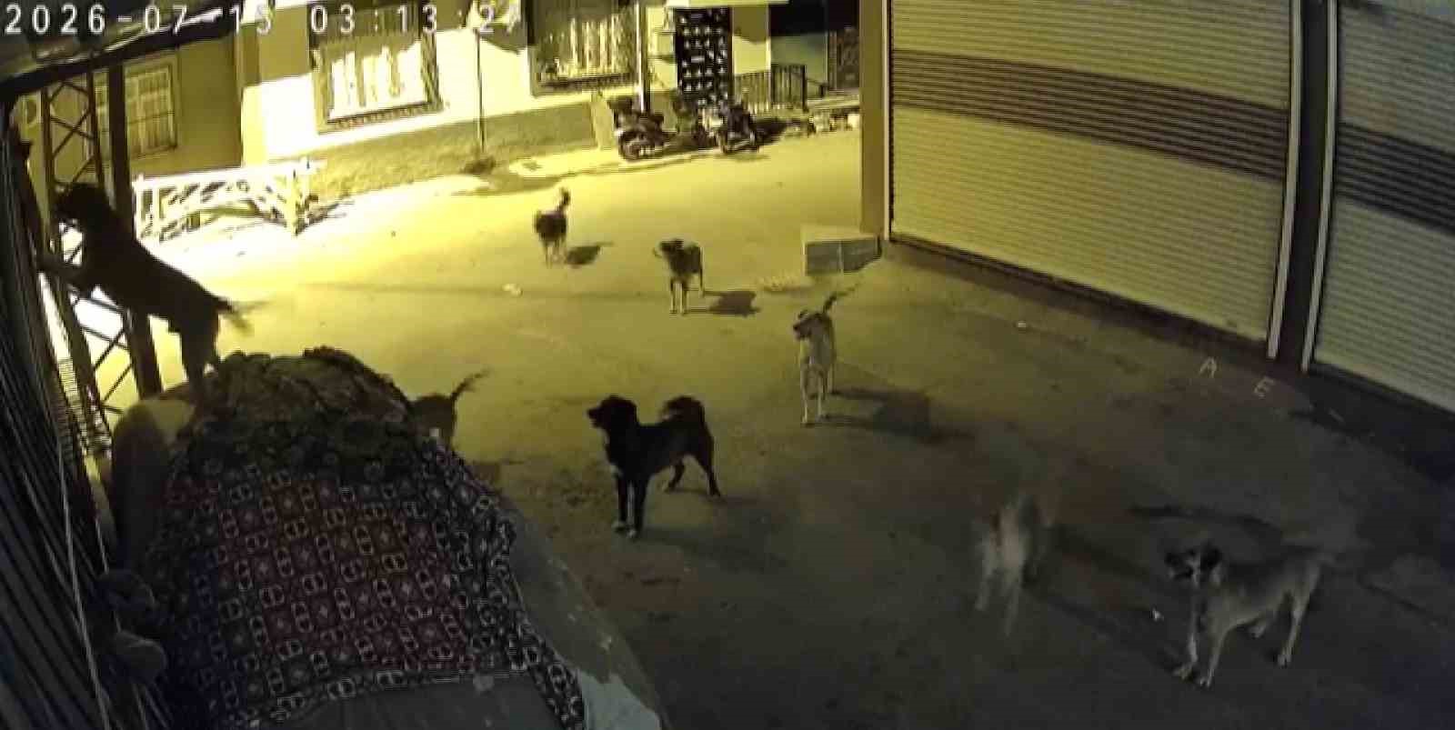 Sürü halindeki köpeklerden korkan kedi, pencere demirine tırmandı 5 suru halindeki kopeklerden korkan kedi pencere demirine tirmandi 1 TbOMZzQ7