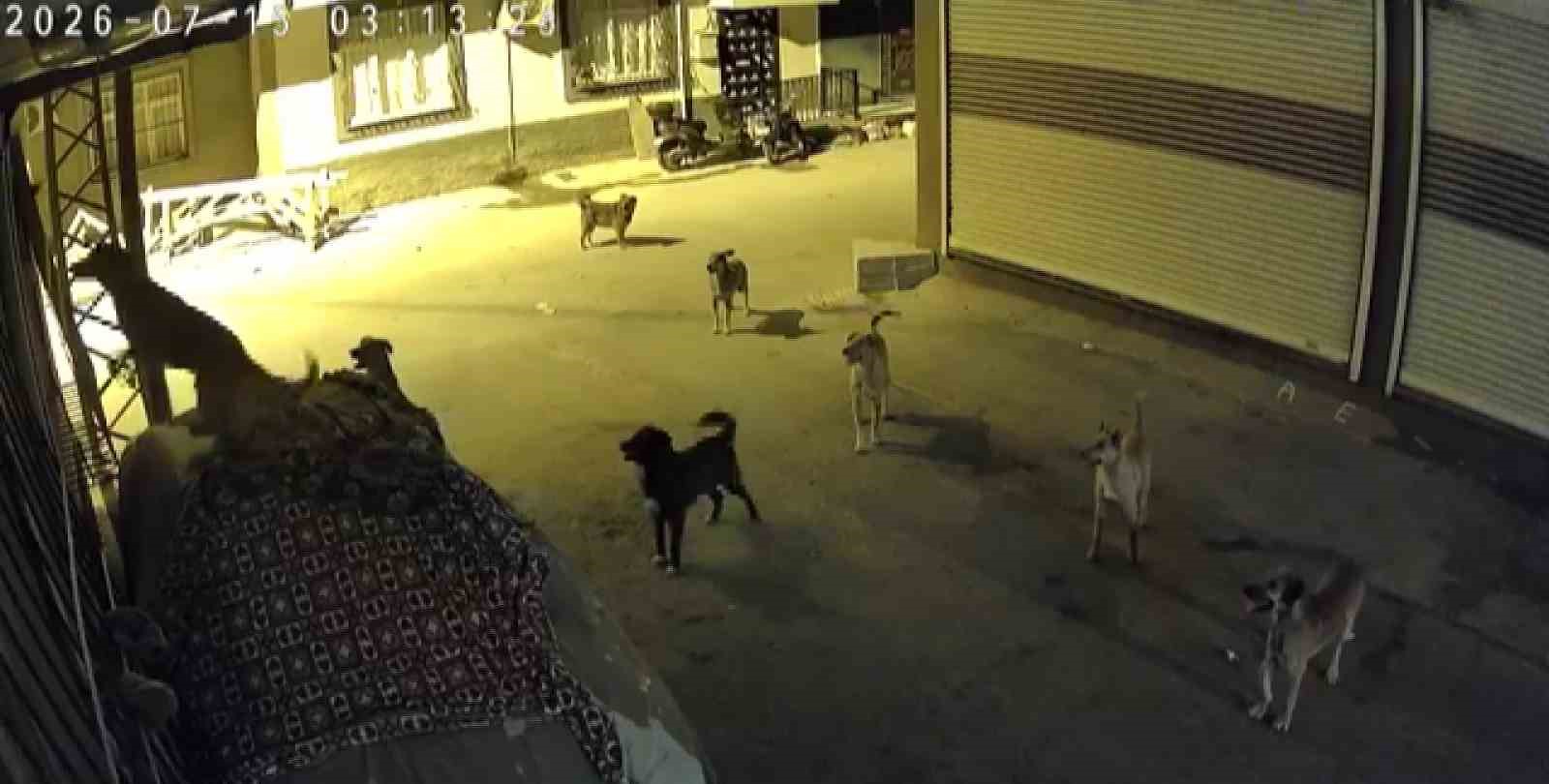 Sürü halindeki köpeklerden korkan kedi, pencere demirine tırmandı 6 suru halindeki kopeklerden korkan kedi pencere demirine tirmandi 2 QZNBPrjs
